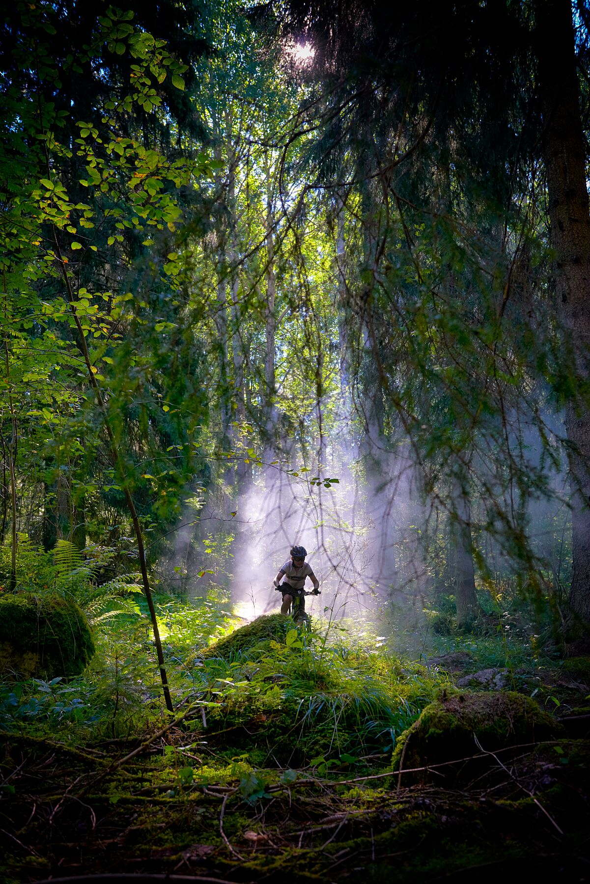 Mountain Biker In The Forest